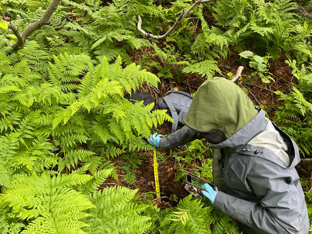 ferns