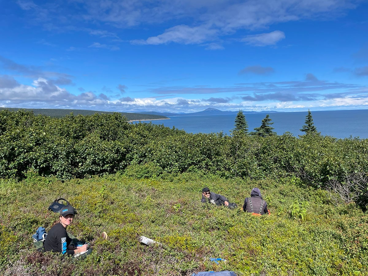 field research in bushes